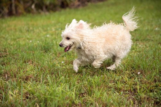 Happy running West Highland Terrier dog runs through a tropical garden in Florida.