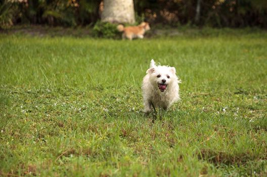 Happy running West Highland Terrier dog runs through a tropical garden in Florida.