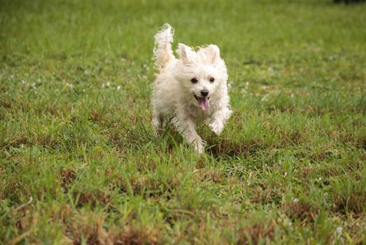 Happy running West Highland Terrier dog runs through a tropical garden in Florida.