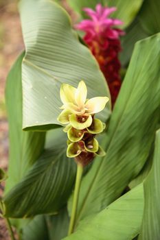 Yellow and Pink Siam tulip tropical ginger flower Curcuma alismatifolia related to turmeric is native to Laos and North Cambodia.