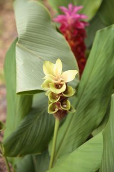 Yellow and Pink Siam tulip tropical ginger flower Curcuma alismatifolia related to turmeric is native to Laos and North Cambodia.