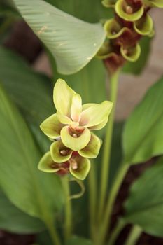 Yellow and Pink Siam tulip tropical ginger flower Curcuma alismatifolia related to turmeric is native to Laos and North Cambodia.