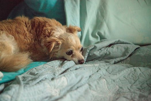 Timid blond Chihuahua dog between pillows on a blue bed.