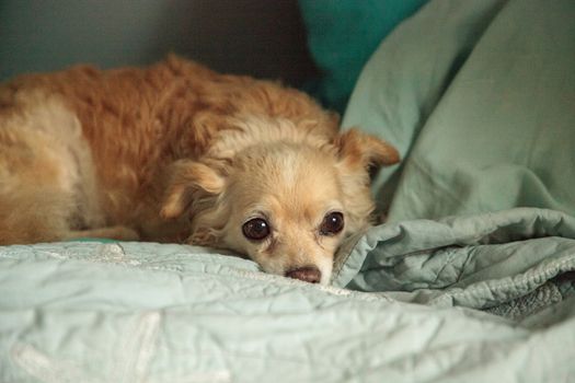 Timid blond Chihuahua dog between pillows on a blue bed.