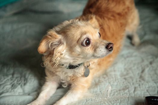 Blond Chihuahua dog with a funny surprised expression between pillows on a blue bed.