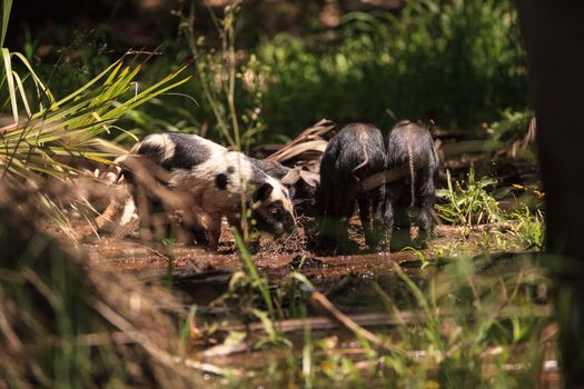 Baby wild hog also called feral hog or Sus scrofa forage for food in Myakka River State Park during the flood season in Sarasota, Florida.