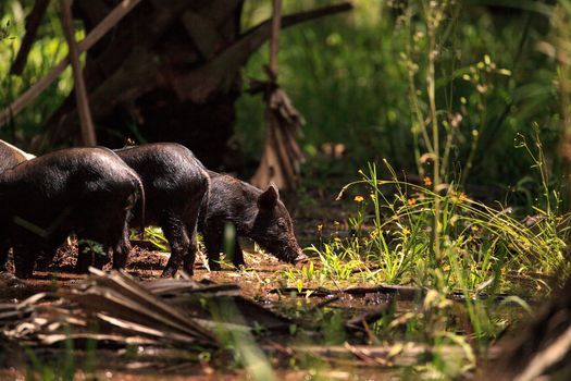 Baby wild hog also called feral hog or Sus scrofa forage for food in Myakka River State Park during the flood season in Sarasota, Florida.