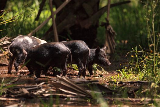 Baby wild hog also called feral hog or Sus scrofa forage for food in Myakka River State Park during the flood season in Sarasota, Florida.