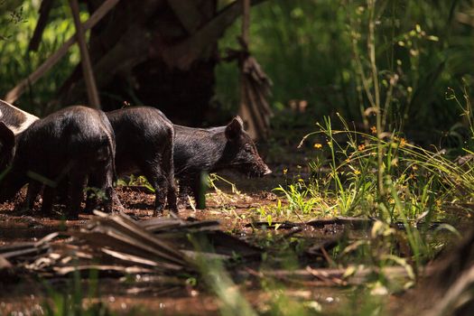 Baby wild hog also called feral hog or Sus scrofa forage for food in Myakka River State Park during the flood season in Sarasota, Florida.