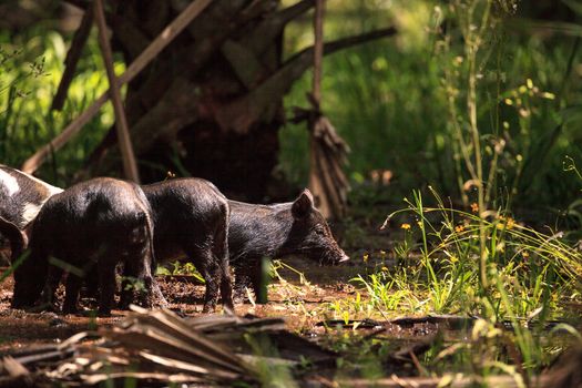 Baby wild hog also called feral hog or Sus scrofa forage for food in Myakka River State Park during the flood season in Sarasota, Florida.