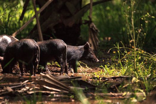 Baby wild hog also called feral hog or Sus scrofa forage for food in Myakka River State Park during the flood season in Sarasota, Florida.