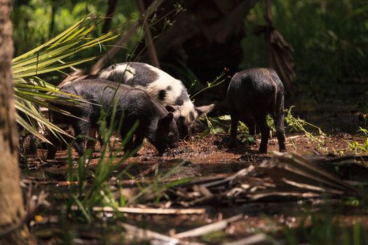 Baby wild hog also called feral hog or Sus scrofa forage for food in Myakka River State Park during the flood season in Sarasota, Florida.