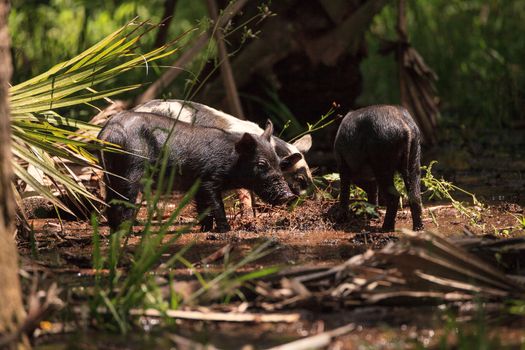 Baby wild hog also called feral hog or Sus scrofa forage for food in Myakka River State Park during the flood season in Sarasota, Florida.