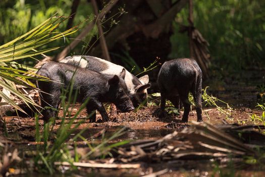 Baby wild hog also called feral hog or Sus scrofa forage for food in Myakka River State Park during the flood season in Sarasota, Florida.