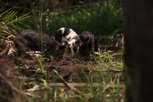 Baby wild hog also called feral hog or Sus scrofa forage for food in Myakka River State Park during the flood season in Sarasota, Florida.