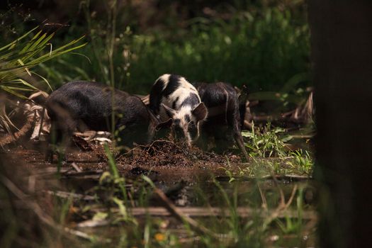 Baby wild hog also called feral hog or Sus scrofa forage for food in Myakka River State Park during the flood season in Sarasota, Florida.