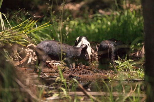 Baby wild hog also called feral hog or Sus scrofa forage for food in Myakka River State Park during the flood season in Sarasota, Florida.