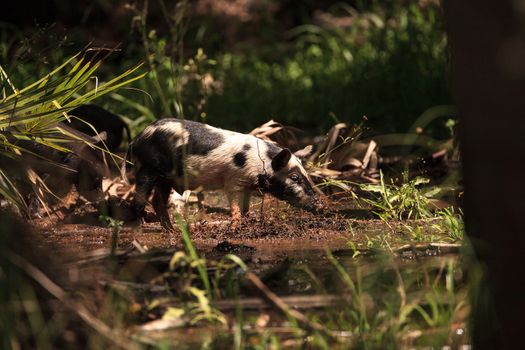 Baby wild hog also called feral hog or Sus scrofa forage for food in Myakka River State Park during the flood season in Sarasota, Florida.