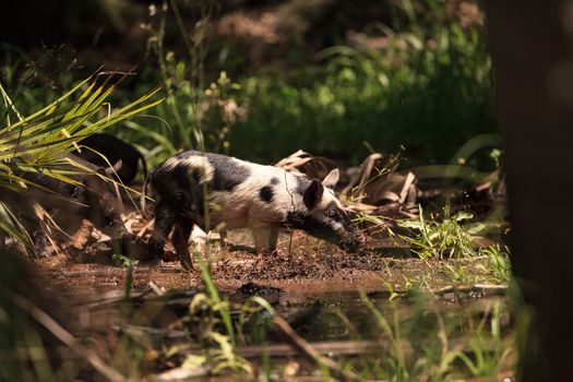 Baby wild hog also called feral hog or Sus scrofa forage for food in Myakka River State Park during the flood season in Sarasota, Florida.