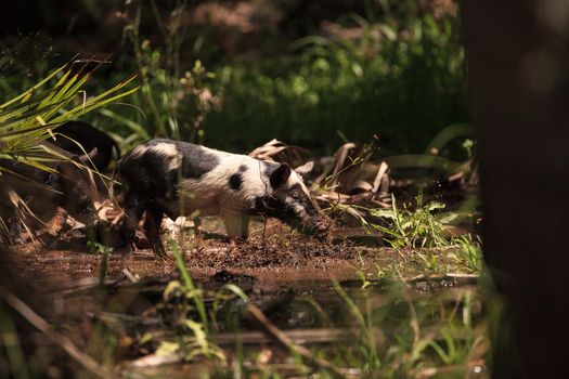 Baby wild hog also called feral hog or Sus scrofa forage for food in Myakka River State Park during the flood season in Sarasota, Florida.