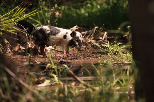 Baby wild hog also called feral hog or Sus scrofa forage for food in Myakka River State Park during the flood season in Sarasota, Florida.