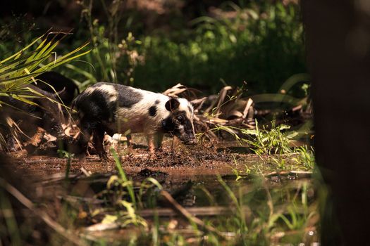 Baby wild hog also called feral hog or Sus scrofa forage for food in Myakka River State Park during the flood season in Sarasota, Florida.