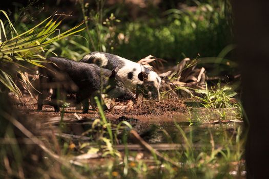 Baby wild hog also called feral hog or Sus scrofa forage for food in Myakka River State Park during the flood season in Sarasota, Florida.