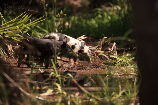 Baby wild hog also called feral hog or Sus scrofa forage for food in Myakka River State Park during the flood season in Sarasota, Florida.