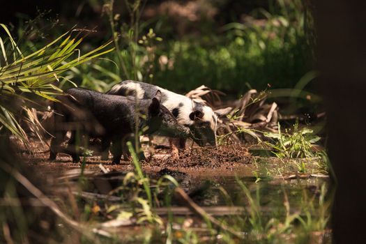 Baby wild hog also called feral hog or Sus scrofa forage for food in Myakka River State Park during the flood season in Sarasota, Florida.