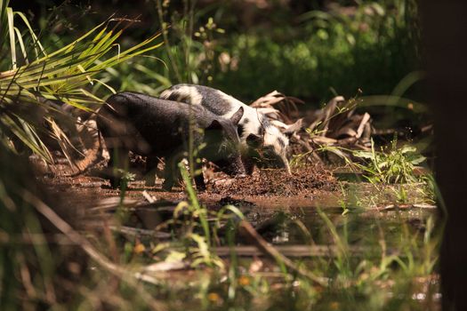 Baby wild hog also called feral hog or Sus scrofa forage for food in Myakka River State Park during the flood season in Sarasota, Florida.