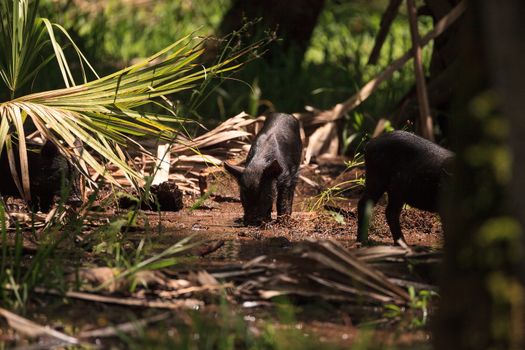 Baby wild hog also called feral hog or Sus scrofa forage for food in Myakka River State Park during the flood season in Sarasota, Florida.