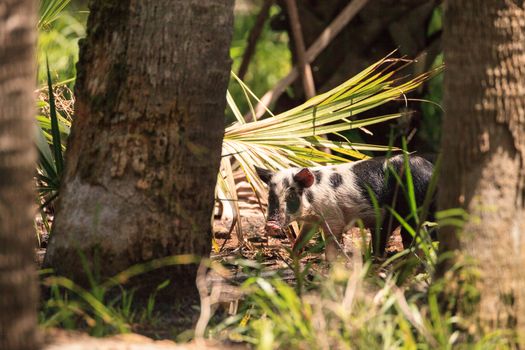 Baby wild hog also called feral hog or Sus scrofa forage for food in Myakka River State Park during the flood season in Sarasota, Florida.