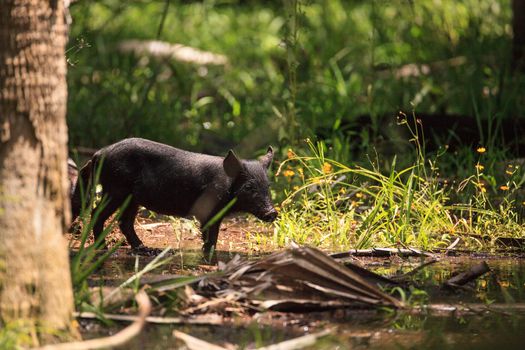 Baby wild hog also called feral hog or Sus scrofa forage for food in Myakka River State Park during the flood season in Sarasota, Florida.