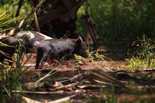 Baby wild hog also called feral hog or Sus scrofa forage for food in Myakka River State Park during the flood season in Sarasota, Florida.