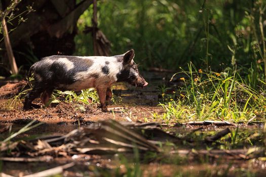 Baby wild hog also called feral hog or Sus scrofa forage for food in Myakka River State Park during the flood season in Sarasota, Florida.