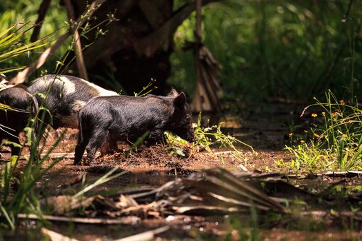 Baby wild hog also called feral hog or Sus scrofa forage for food in Myakka River State Park during the flood season in Sarasota, Florida.