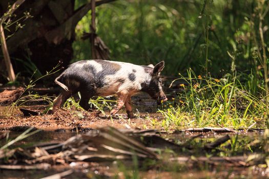 Baby wild hog also called feral hog or Sus scrofa forage for food in Myakka River State Park during the flood season in Sarasota, Florida.