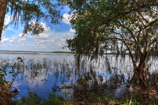 Seasonal flooded swamp of Myakka River State Park in Sarasota, Florida.