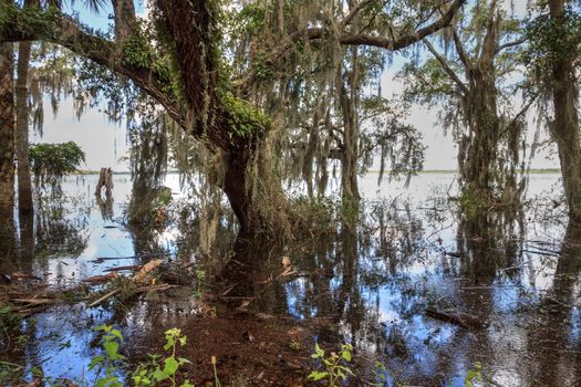 Seasonal flooded swamp of Myakka River State Park in Sarasota, Florida.