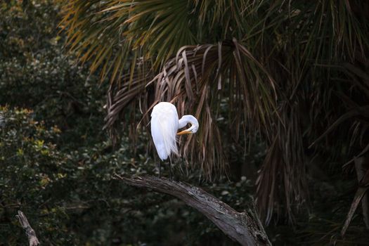 Great white egret wading bird perched on a tree in swamp of Myakka River State Park in Sarasota, Florida.