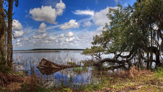Seasonal flooded swamp of Myakka River State Park in Sarasota, Florida.