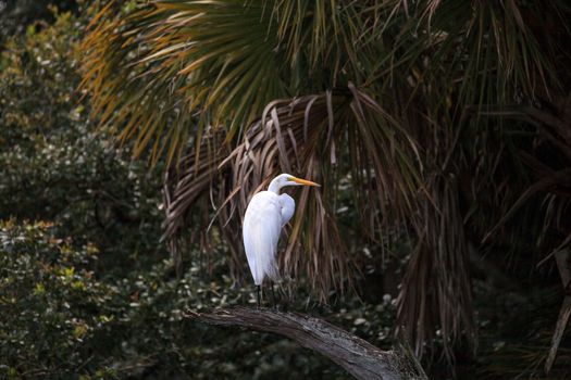 Great white egret wading bird perched on a tree in swamp of Myakka River State Park in Sarasota, Florida.