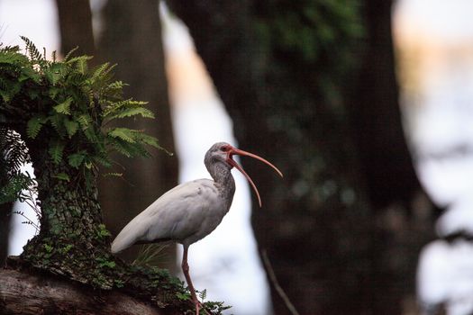 American white bird Eudocimus albus wading bird perched on a tree in swamp of Myakka River State Park in Sarasota, Florida.