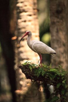 American white bird Eudocimus albus wading bird perched on a tree in swamp of Myakka River State Park in Sarasota, Florida.