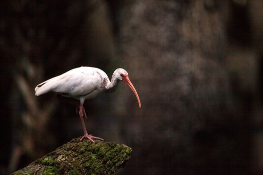 American white bird Eudocimus albus wading bird perched on a tree in swamp of Myakka River State Park in Sarasota, Florida.