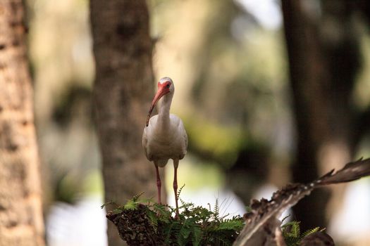 American white bird Eudocimus albus wading bird perched on a tree in swamp of Myakka River State Park in Sarasota, Florida.