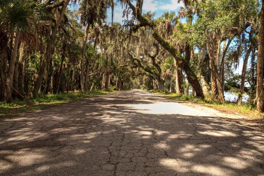 Spanish  moss hangs from trees that line the road in Seasonal flooded swamp of Myakka River State Park in Sarasota, Florida.