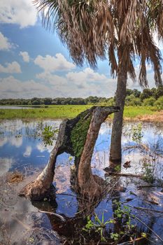 Stump in Seasonal flooded swamp of Myakka River State Park in Sarasota, Florida.