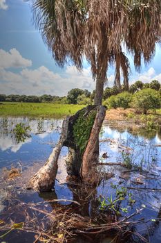 Stump in Seasonal flooded swamp of Myakka River State Park in Sarasota, Florida.
