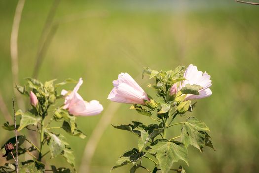 Wild pink flower on Mountain Hollyhock Kankakee Mallow Iliamna rivularis growing in the swamp of Myakka River State Park in Sarasota, Florida